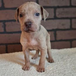 Lilac Fawn Merle Female 3 - Merle female Great Dane puppy in Cunningham, Kansas from Garden Grove Great Danes