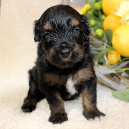 Bear - Black phantom male Aussiedoodle puppy in Stokesdale, North Carolina from His and Hers Poodles and Doodles