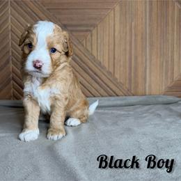 Black Boy - Red male Bernedoodle puppy in Modesto, California from Two Doods Doodles