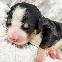 Brown - Tri-color male Bernedoodle puppy in Marne, Michigan from MI Doodles