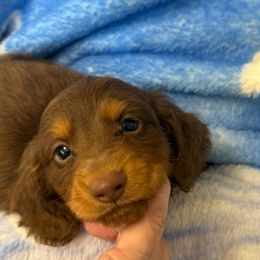 Chocolate Moose - Chocolate and tan male Dachshund puppy in Ft Dodge, Iowa from Secret Reality