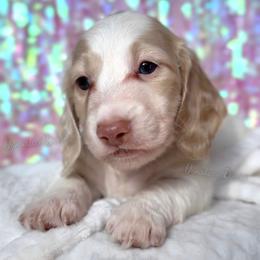 Malibu Ken - Cream male Dachshund puppy in Chandler, Arizona from Vonaducci Doxies, LLC.