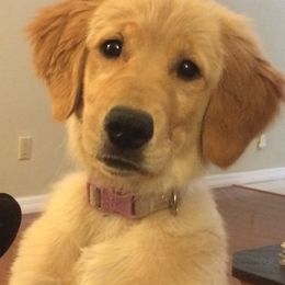 Golden Retriever Puppies from Cooper Oaks Goldens