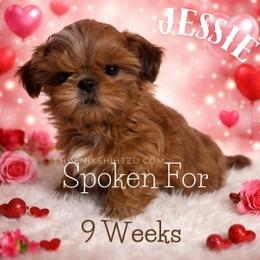 Jessie - Gold female Shih Tzu puppy in Hayden, Idaho from Phoenix Shih Tzu