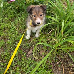 Lexi - Sable and white female Shetland Sheepdog puppy in Altha, Florida from Hill Top Shelties
