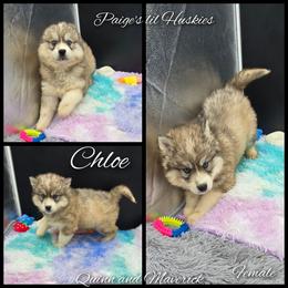 Chloe - Gray and white female Siberian Husky puppy in Bloomfield, Indiana from Paiges lil huskies