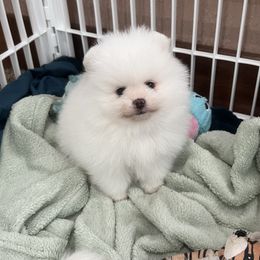 Daisy's White Female - White female Pomeranian puppy in Pocatello, Idaho from Avalon Pomeranians