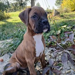 Benny - Brindle male Boxer puppy in Cannon Falls, Minnesota from Pattys Boxers and Bulldogs