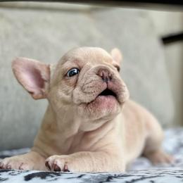 Stella - Cream female French Bulldog puppy in Hardy, Arkansas from Caring Hearts Kennel