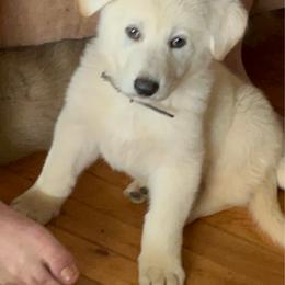 India - White female German Shepherd puppy in New Martinsville, West Virginia from Hunter K-9
