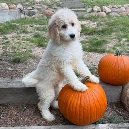 Taffy Apple - Brown and white female Bernedoodle puppy in Monument, Colorado from Colorado Dreamin Doodles