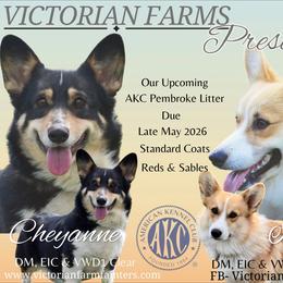 Pembroke Welsh Corgi puppies from Victorian Farms