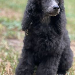 Poodle Puppies from Honeycutt Akc Standard Poodles