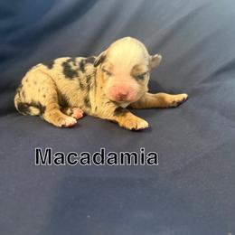 Macadamia - Blue merle female Miniature Australian Shepherd puppy in Medical Lake, Washington from MAS Gone Rogue