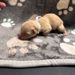 Asher - Gold male Morkie puppy in Winston Salem, North Carolina from Patty’s Paws
