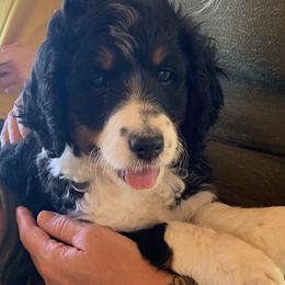 Leia - Tri-color Bernedoodle puppy in Farmington, Utah from Bernedoodles of Utah