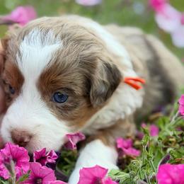 Basil (orange collar) - Brown merle male Aussiedoodle puppy in Mouth Of Wilson, Virginia from HoneyBunn Doodle Co.