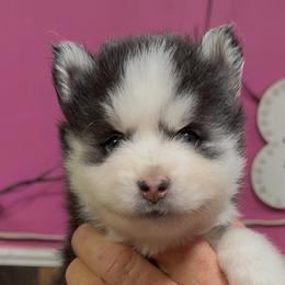 Alaska - Black and white male Pomsky puppy in Spring Hill, Florida from PDQ Pomskies