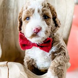 Boy 2 - Goldendoodle puppy from MightyDoods