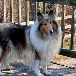Ginger - Collie