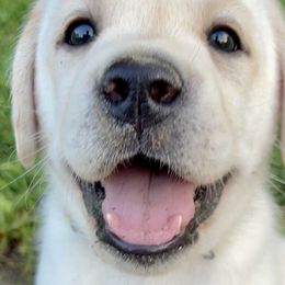 Labrador Retriever Puppies from Southern Tails Labradors