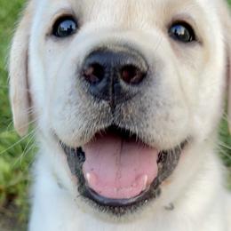 Labrador Retriever Puppies from Southern Tails Labradors