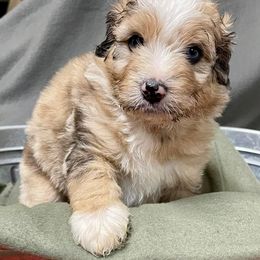 Aussiedoodle and Bordoodle Puppies from Holland Hilltop Farm