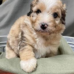 Aussiedoodle and Bordoodle Puppies from Holland Hilltop Farm