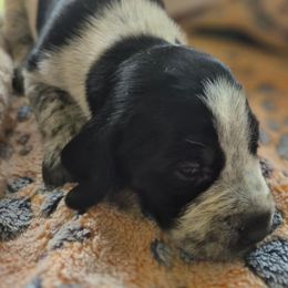 Girl3 - Blue ticked female Bluetick Coonhound puppy in Centerville, Pennsylvania from Holcomb's Hounds