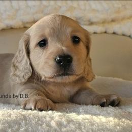 Frost 3875 - Cream male Dachshund puppy in Ben Wheeler, Texas from Anytime Dachshunds by D.B.