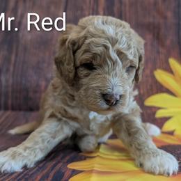 Mr Red - Apricot male Goldendoodle puppy in Lebanon, Pennsylvania from Robertson's Retrievers and Doodles
