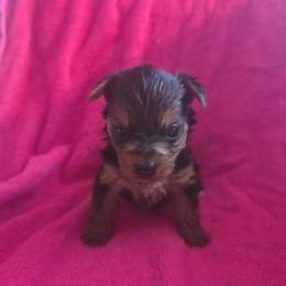 Pink Girl - Black and tan female Yorkshire Terrier puppy in St. Louis, Missouri from Yorkieville - Shih Tzu Nation