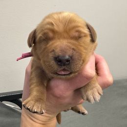 Pink collar - Dark golden female Golden Retriever puppy in Brockport, New York from Golden View Ranch