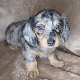 ISAIAH - Black and Tan Dapple - Dapple male Dachshund puppy in Swink, Oklahoma from Palali Farm