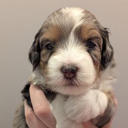 Aster - Blue merle female Aussiedoodle puppy in New Durham, New Hampshire from Ridgeview Aussiedoodles