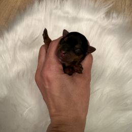 Girl 2 - Yorkshire Terrier puppy in Washington from Yorkiecharm