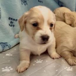 COCONUT Cream piebald - Cream female Dachshund puppy in Fort Pierce, Florida from Meldox