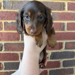 Sterling - Chocolate and tan male Dachshund puppy in Loganville, Georgia from Royal Dackel Haus