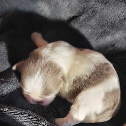 AKC Emma - Light red Pekingese puppy in Cumming, Georgia from Imperial Pekingese