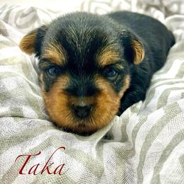 Taka - Black and tan female Yorkshire Terrier puppy in Rio, Illinois from Sunny Sky Yorkies
