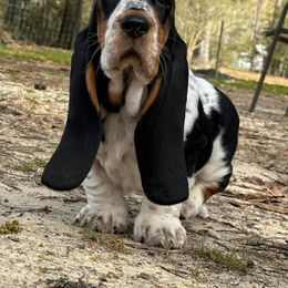 Basset Hound Puppies from Double Branch Basset Hounds
