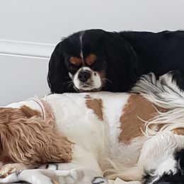 Cavalier King Charles Spaniels from Baker Family Cavalier King Charles Spaniels