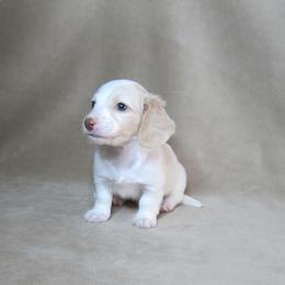 Cloud - Cream male Dachshund puppy in Pana, Illinois from Doxie Waggin Tails