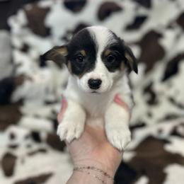 Yellow Collar - Black and tan male American Corgi puppy in Crossville, Tennessee from MKC Farms