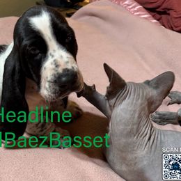 Headline - Black and white male Basset Hound puppy in Sidney, Nebraska from Royal Baez Basset