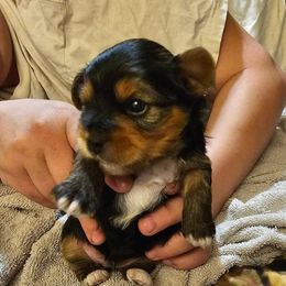 Yorkshire Terriers from Johnson’s Koi&MoreLLC