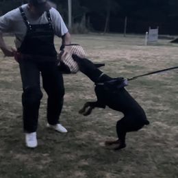 Doberman Pinscher All Grown Up from Vom Baecher Doberman