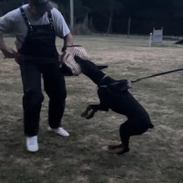 Doberman Pinscher All Grown Up from Vom Baecher Doberman