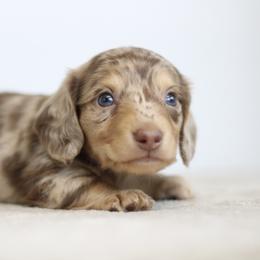 Quantum - Dapple male Dachshund puppy in Alto, Texas from Prima Dachshunds