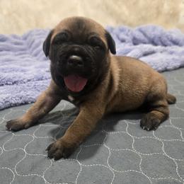 Black Collar Boy - Gray and fawn male Cane Corso puppy in Beaver Crossing, Nebraska from Blue River Cane Corso